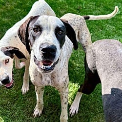 Photo of Brody, adoptable Great Dane in Bullard, Texas
