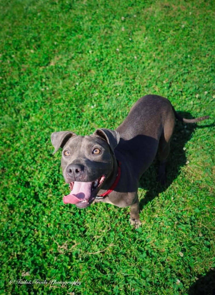 Photo of Heather, adoptable Mixed Breed in Greensburg, Indiana
