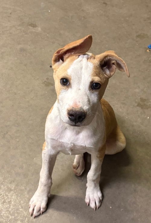 Photo of Ollie, adoptable Pit Bull Terrier in Amarillo, Texas