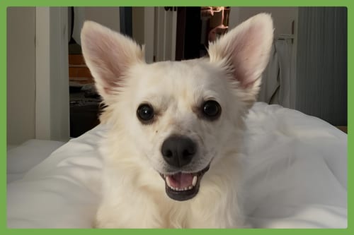 Photo of Pup Pup, adoptable Chihuahua in Amherst, Massachusetts
