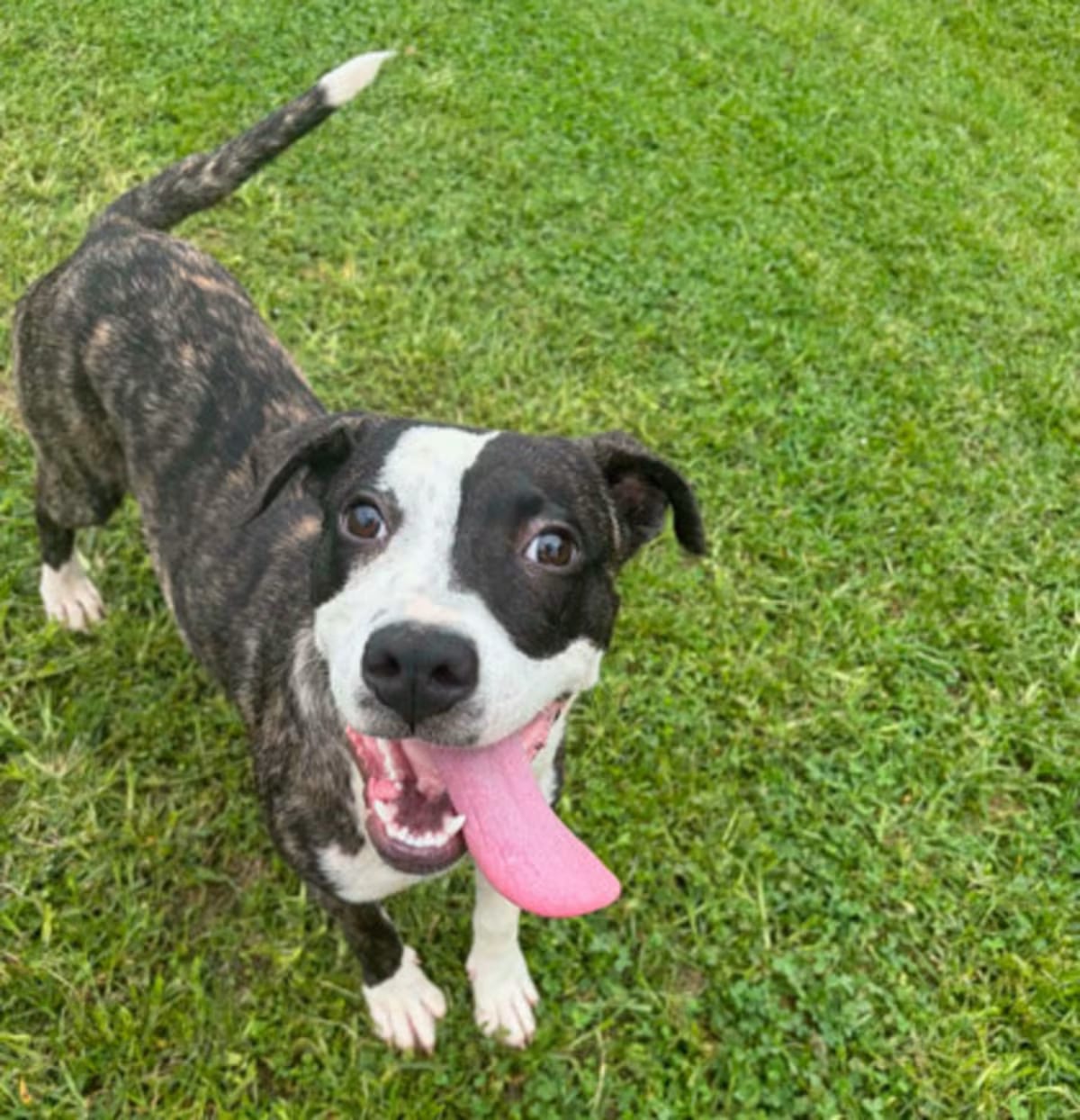 Photo of Hallie, adoptable Boxer in Medfield, Massachusetts
