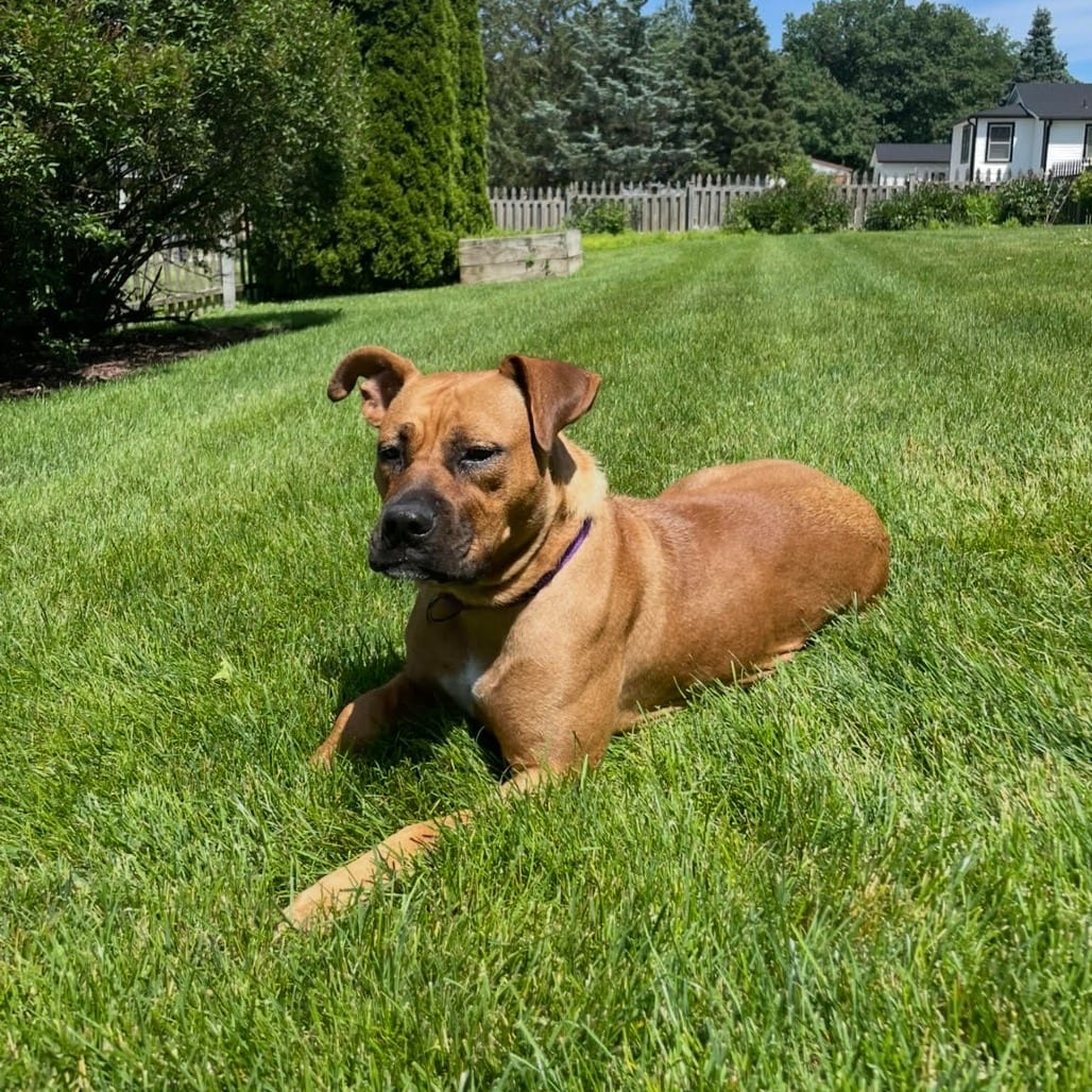 Photo of Mia Bella, adoptable Mastiff / Boxer in South Elgin, Illinois