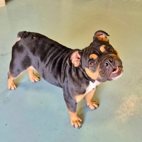 Photo of Zara, adoptable English Bulldog in Monticello, New Jersey