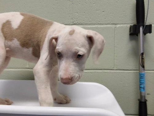 Photo of Melted Cheese, adoptable Pit Bull Terrier in Tulsa, Oklahoma