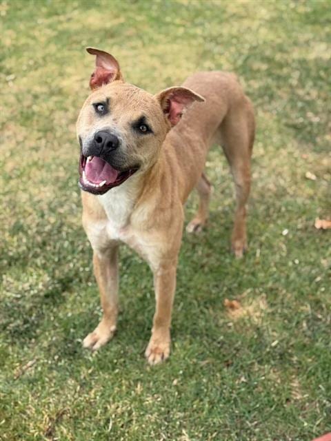 Photo of Travieso, adoptable Pit Bull Terrier in Riverside, California