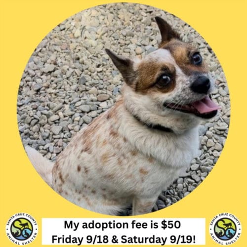 Photo of Rouse Mouse, adoptable Australian Cattle Dog/Blue Heeler in Santa Cruz, California