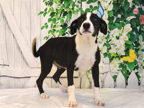 Photo of Shrek, adoptable Border Collie in Oroville, California