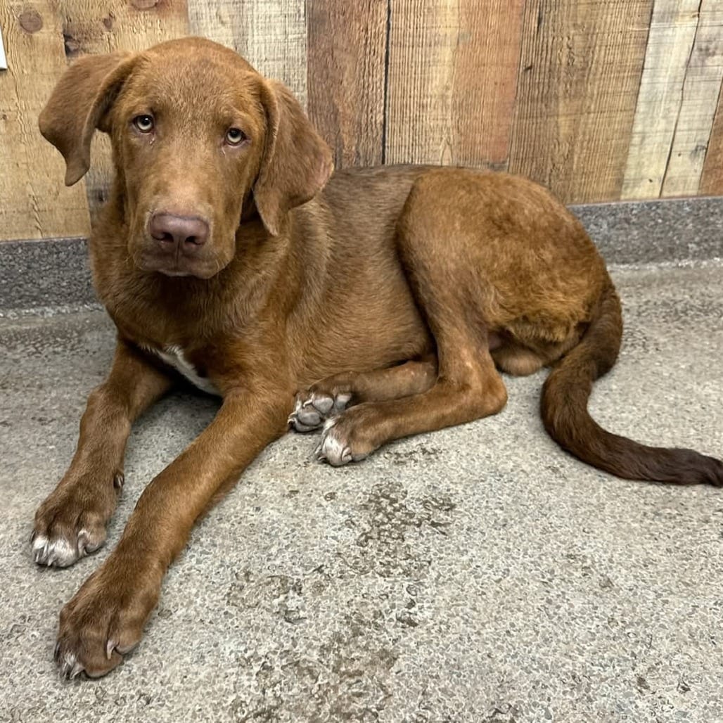 Photo of Carson, adoptable Retriever, Labrador / Mix in Oklahoma-based; Northeast placements, Oklahoma