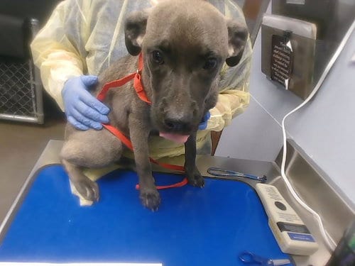 Photo of Sheila, adoptable Australian Kelpie in Phoenix, Arizona