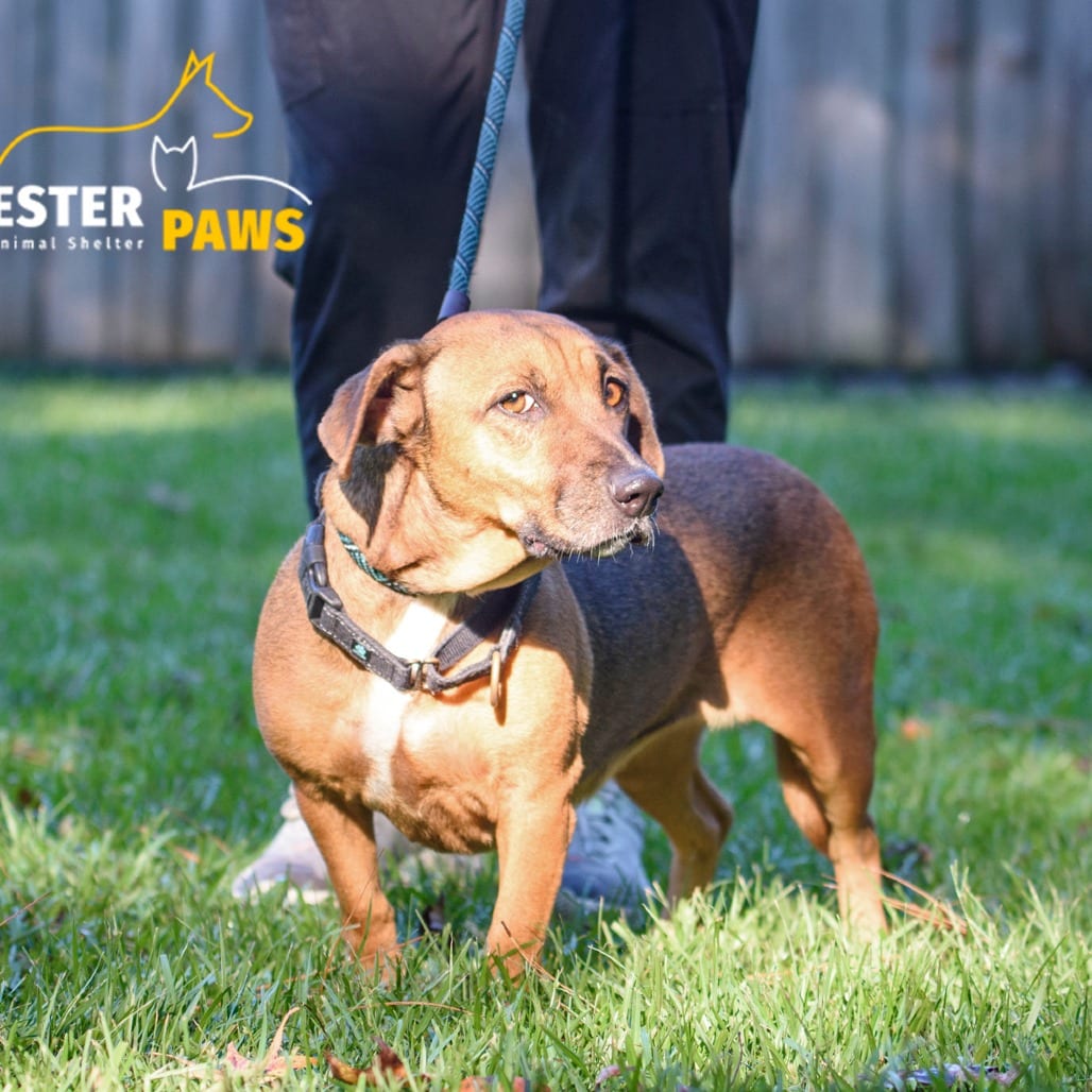 Photo of Chloe @ Foster, adoptable Mixed Breed (Small) in Summerville, South Carolina