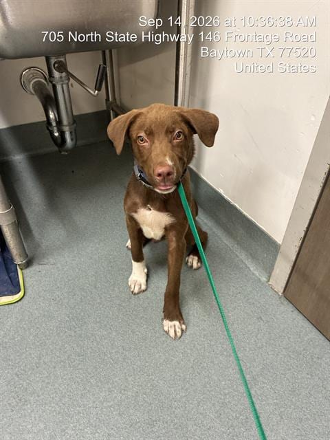 Photo of Gumball, adoptable Labrador Retriever in Baytown, Texas