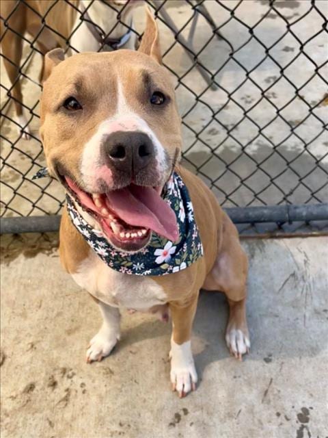 Photo of Chloe, adoptable Pit Bull Terrier in Tulsa, Oklahoma
