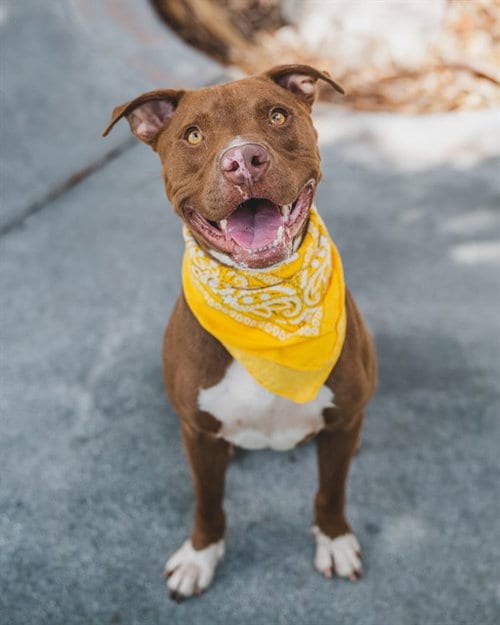 Photo of Chocolate, adoptable Pit Bull Terrier in Miami, Florida