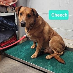Photo of Cheech, adoptable Labrador Retriever in Richmond, Indiana