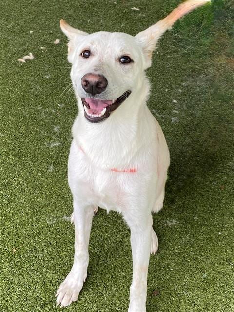 Photo of Everest, adoptable German Shepherd Dog in Fayetteville, North Carolina
