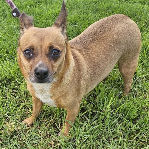 Photo of Kiwi, adoptable Chihuahua in Camarillo, California