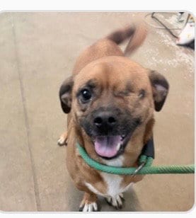 Photo of Bramble- our little one eyed hero, adoptable Pug in Oakhurst, New Jersey
