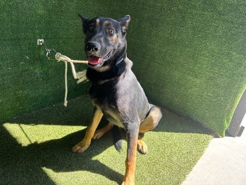 Photo of Harrison, adoptable German Shepherd Dog in Lancaster, California