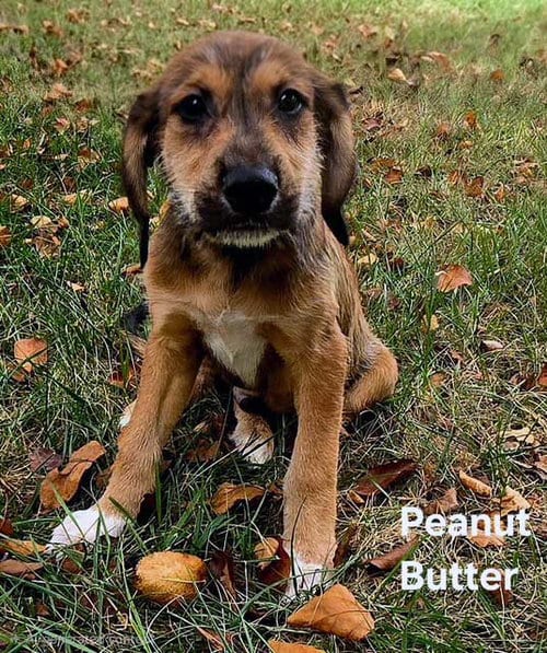 Photo of Puppy Peanut Butter, adoptable Hound in Franklin, Tennessee