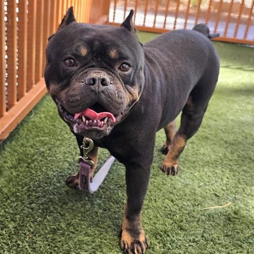 Photo of Bubba Lou, adoptable Bulldog in Las Vegas, Nevada