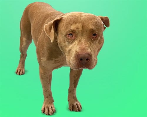 Photo of Hey Dude, adoptable American Staffordshire Terrier in Ft Lauderdale, Florida
