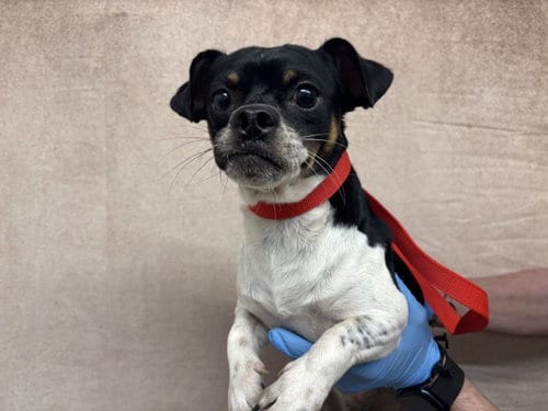 Photo of Pedro, adoptable Chihuahua in San Bernardino, California