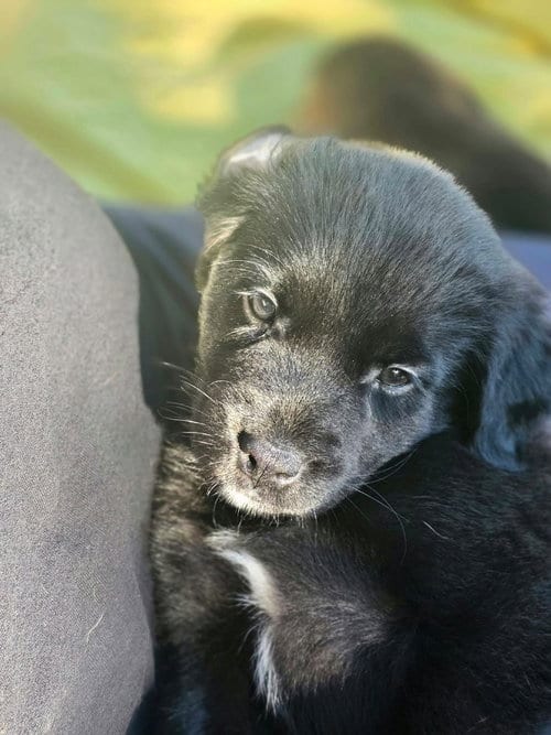 Photo of Java, adoptable Terrier in Dorr, Michigan