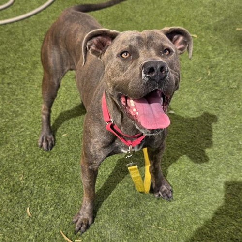 Photo of Finn, adoptable Pit Bull Terrier in Las Vegas, Nevada