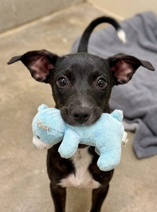 Photo of Vinny, adoptable Miniature Pinscher in Grovertown, Indiana