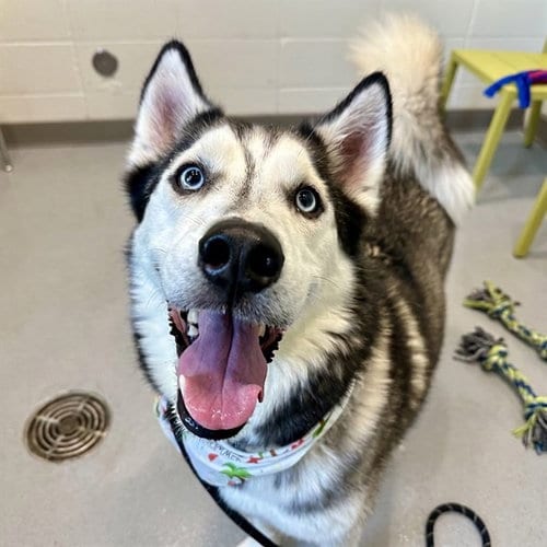 Photo of Jimmy, adoptable Siberian Husky in Mesa, Arizona