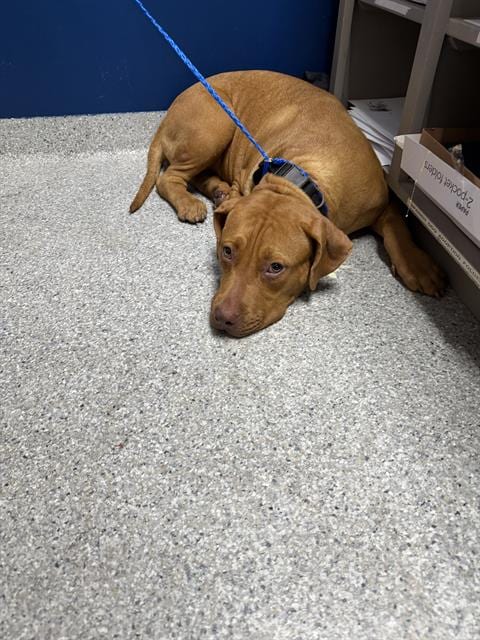 Photo of Beauty, adoptable American Pit Bull Terrier in Pasadena, Texas
