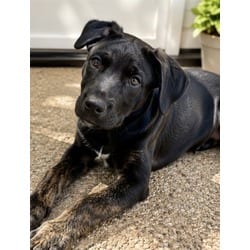 Photo of Po-Tay-To, adoptable German Shepherd Dog Australian Shepherd in Jurupa Valley, California