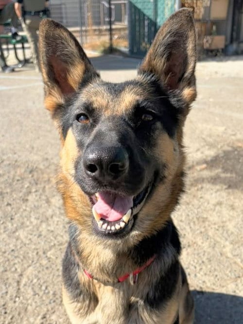 Photo of Sadie, adoptable German Shepherd Dog in Woodland, California