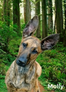 Photo of Molly, adoptable Great Dane in Cherry Valley, California