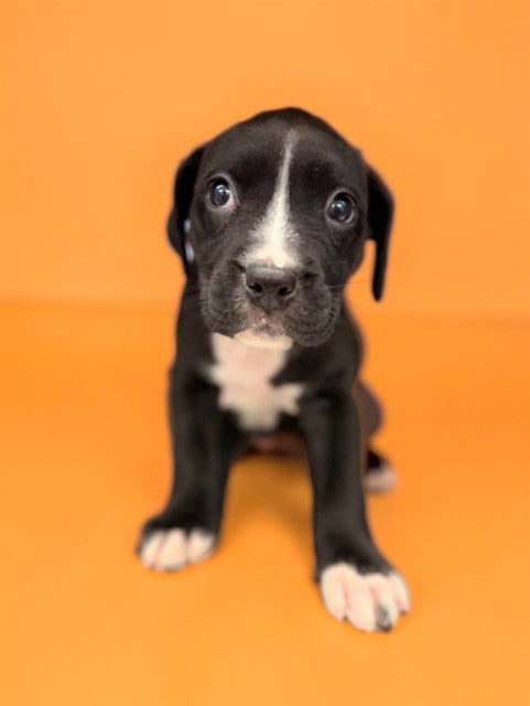 Photo of Kiwi, adoptable Boxer in Agoura, California