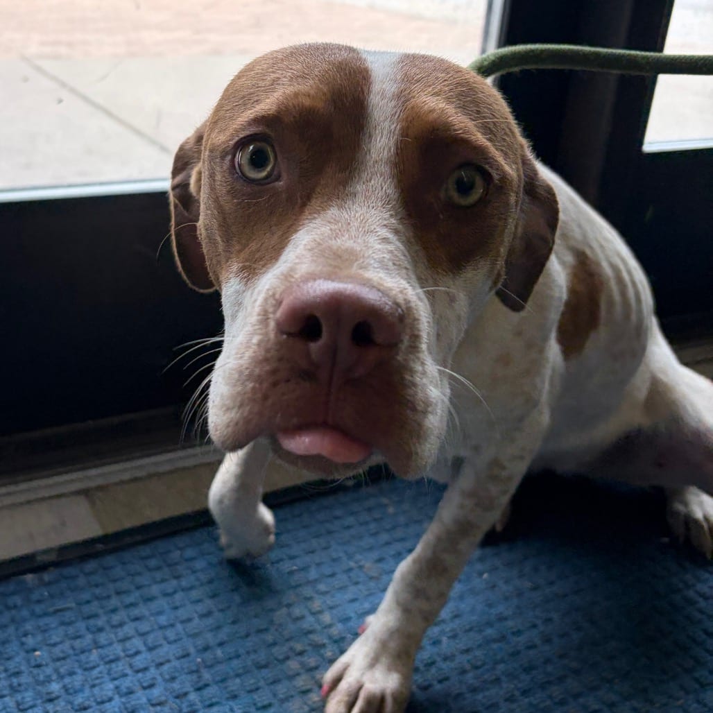 Photo of Sinker, adoptable Mixed Breed (Medium) in Winfield, West Virginia