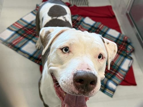 Photo of Sparky, adoptable American Staffordshire Terrier in Grand Prairie, Texas