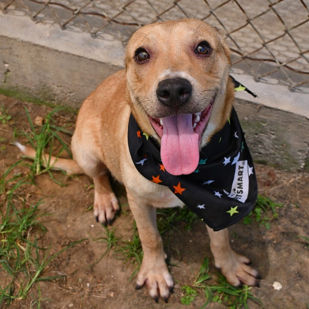Photo of Fletcher, adoptable Shepherd / Mix in Beaumont, Texas