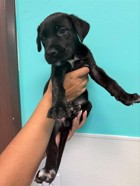 Photo of A170238, adoptable Labrador Retriever in Bakersfield, California