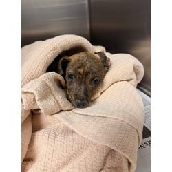 Photo of Bowie, adoptable Shepherd (Unknown Type) in Jurupa Valley, California