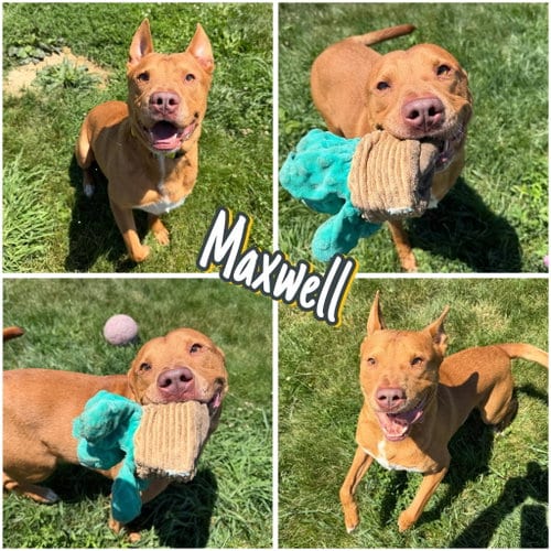 Photo of Maxwell, adoptable American Staffordshire Terrier in Pierceton, Indiana