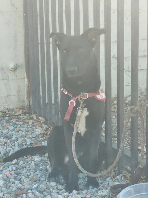 Photo of Helio, adoptable Labrador Retriever in Los Angeles, California