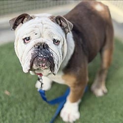 Photo of Barney, adoptable English Bulldog in Boulder, Colorado