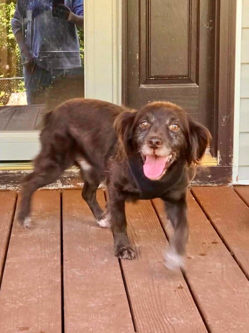Photo of Chip, adoptable Cocker Spaniel in Lakemont, Georgia