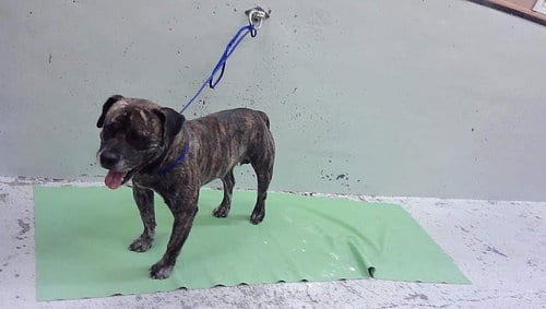 Photo of Rey, adoptable Staffordshire Bull Terrier in Houston, Texas