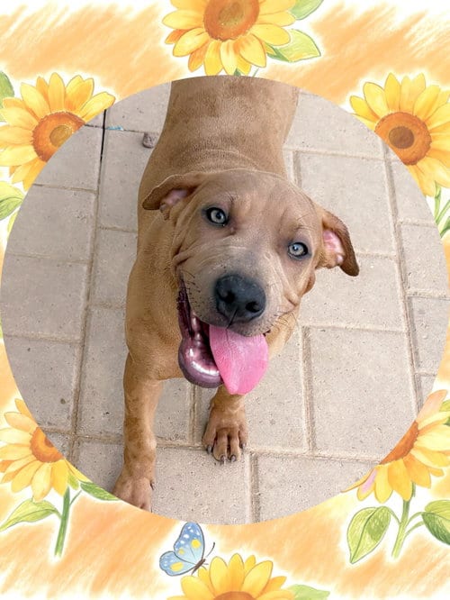 Photo of Honey, adoptable Labrador Retriever in Chandler, Arizona
