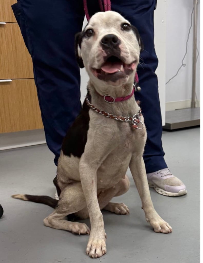 Photo of Gracie, adoptable Pit Bull Terrier in Hartsville, South Carolina