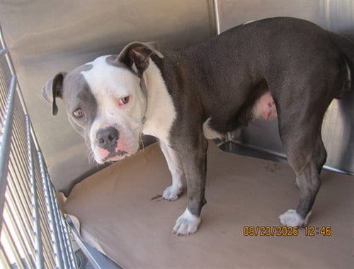Photo of Hope, adoptable Pit Bull Terrier in Los Angeles, California