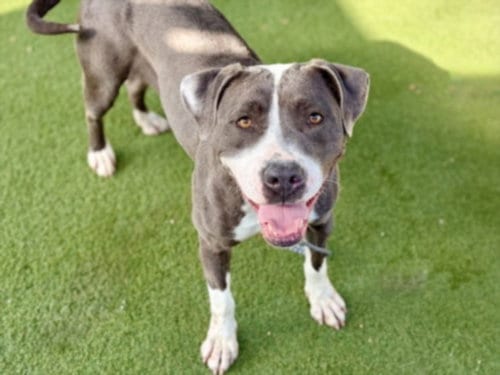 Photo of Hazel, adoptable Pit Bull Terrier in Los Angeles, California