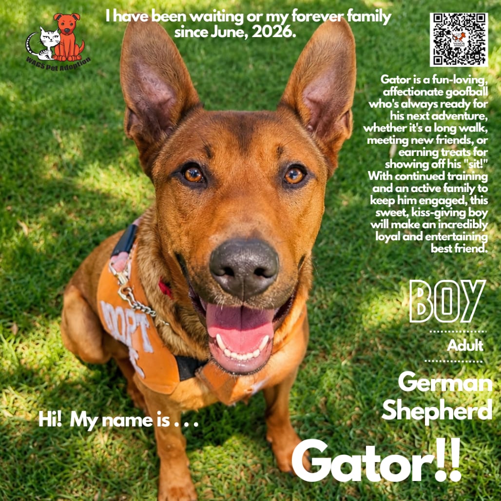 Photo of Gator, adoptable Shepherd, German in Westminster, California